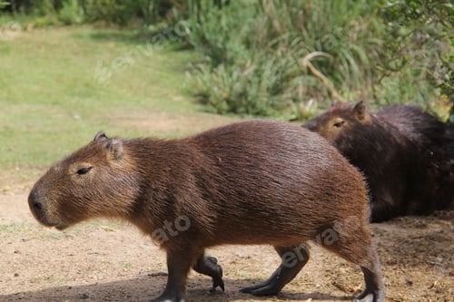 Preview: Closeup of capybaras in a field covered in greenery under the sunlight at daytime