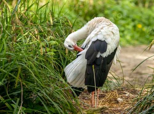 Preview: White stork (Ciconia ciconia) preening itself