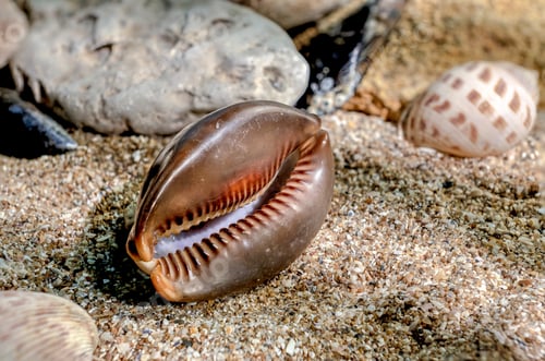Preview: Mauritia Mauritiana seashell underwater