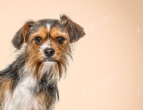 Preview: Head shot of a Mixed breed dog - with a Yorkshire - In front of a pastel backgroung
