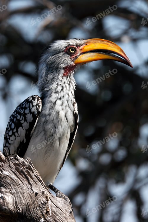 Preview: Yellow-billed Hornbill in the Khwai River area of Botswana, Africa.
