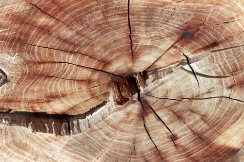 Preview: Wood texture year-old rings background