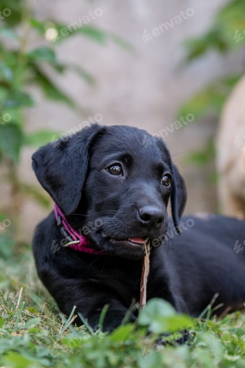 Preview: Adorable purebred black labrador retriever puppy chewing a stick