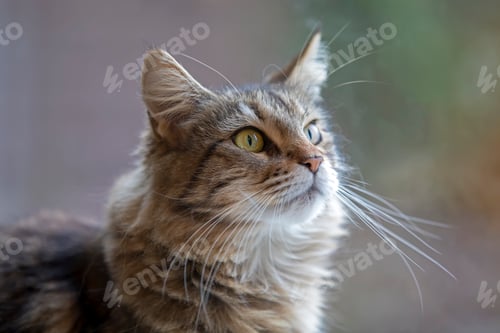 Preview: tabby domestic long-haired cat resting at home