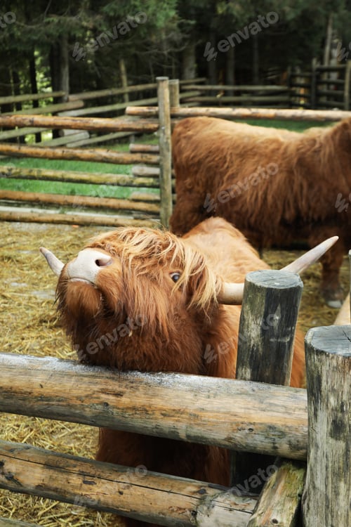 Preview: Scottish cows in park in autumn day