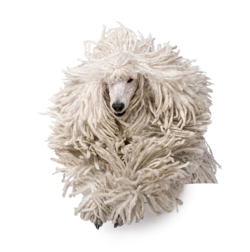 Preview: Front view of White Corded standard Poodle running in front of white background
