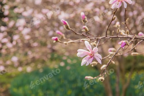 Preview: Magnolia tree branch with pink flowers in the foreground with a green background.