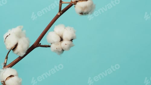 Preview: Cotton branch. Real delicate soft and gentle natural white cotton balls flower