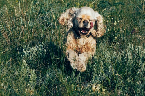Preview: A happy, light brown cocker spaniel runs joyfully through a green field filled with wildflowers.