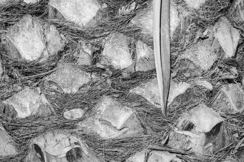 Preview: Abstract Bumpy Texture Of A Surface Of A Palm Tree Bark Closeup For Natural Backgrounds And For