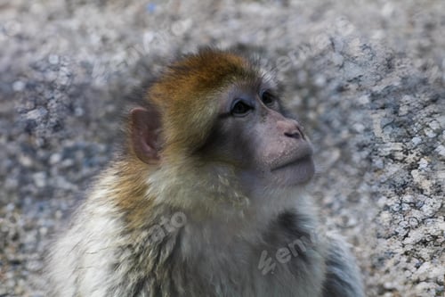 Preview: Closeup shot of a Barbary macaque seated on the ground