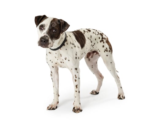 Preview: Spotted Terrier Crossbreed Dog Standing