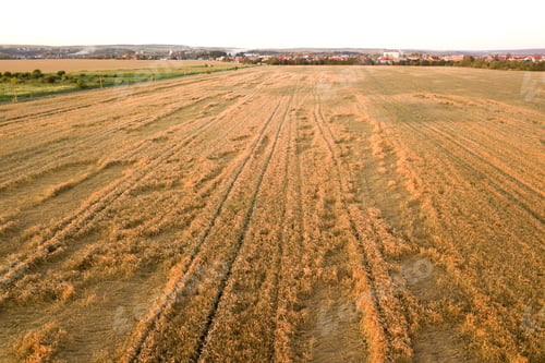 Preview: Aerial view of ripe farm field ready for harvesting with fallen down broken by wind wheat heads