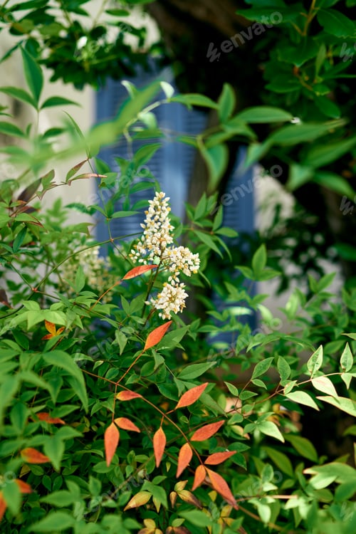 Vista previa: Blooming green bush with white flowers on the background of the wall of the house