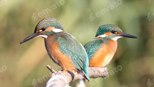 Preview: Kingfisher, Alcedo. Two young kingfishers peer into the river