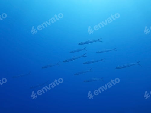 Preview: School of fish on a background of blue sea underwater