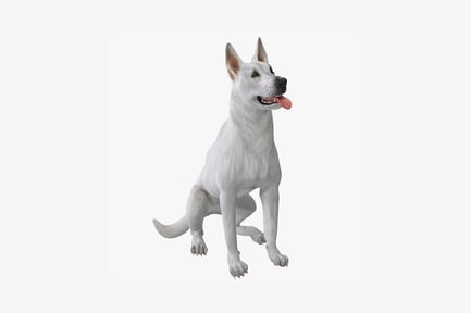 Preview: White german shepherd, seated profile, open mouth