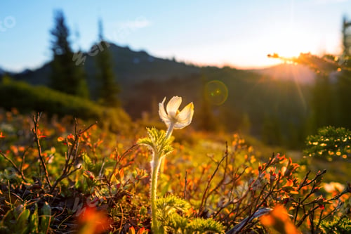 Preview: Mountains meadow