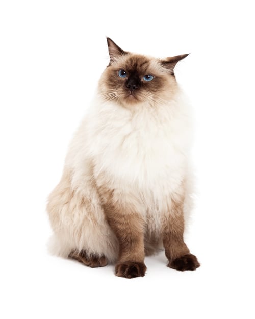 Preview: Ragdoll Cat Sitting With Curious Expression