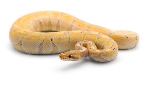 Preview: The royal python isolated on white background