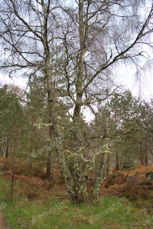 Preview: Burn O' Vat Park in Abohne, Scotland