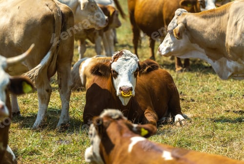 Preview: Cows Herd on a Farm Grass Field
