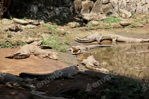 Preview: Crocodile