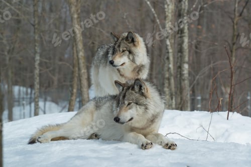 Preview: wolf, pack, togetherness, group, wilderness