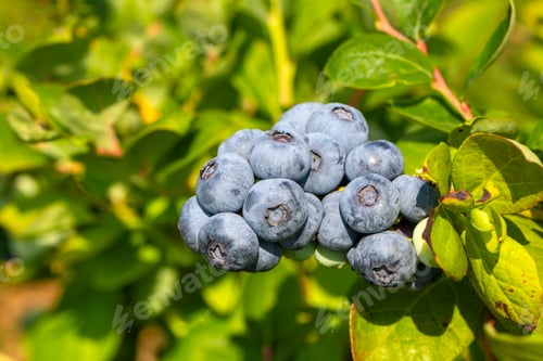 Preview: Blueberry farm with bunch of ripe fruits on tree during harvest season in Izmir, Turkey.
