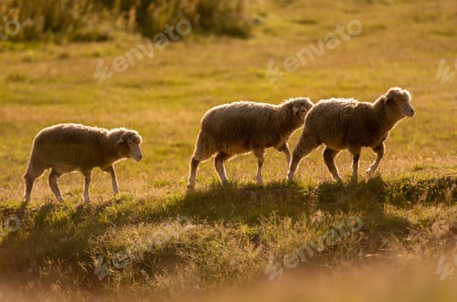 Preview: Flock Of Sheep