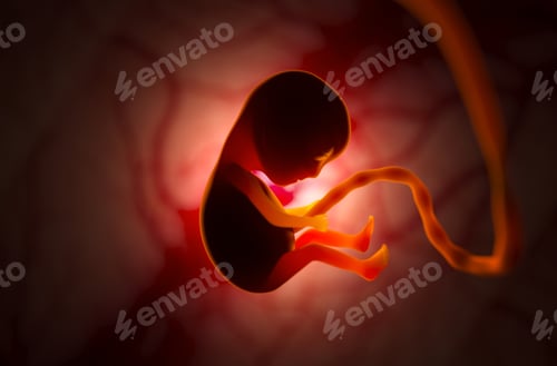 Preview: The development of a human embryo inside the womb during pregnancy. Little baby 3d illustration