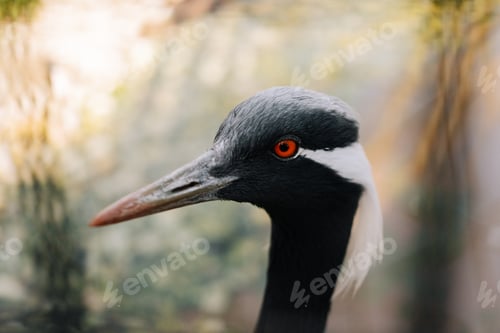 Preview: Demoiselle Crane close portrait