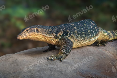 Preview: Asian Water Monitor lizard (Varanus salvator)