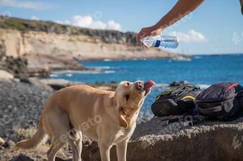 Preview: A dog drinks water given to him by his owner from a plastic bottle