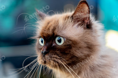Preview: Perched Munchkin cat on roof rack car