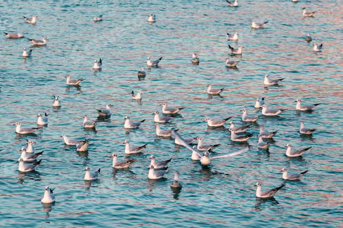 Preview: Seagulls in the sea at golden hour