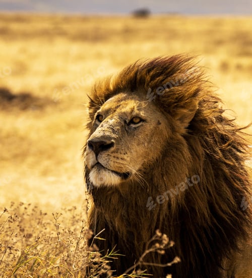 Preview: A Beautiful Wildlife photography pictures