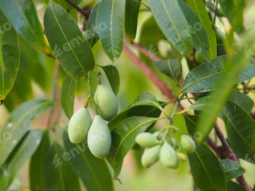 Preview: Thai Plango, Golden dragon, Sweet Yellow Marian Plum maprang fruit ripe fresh tree nature background