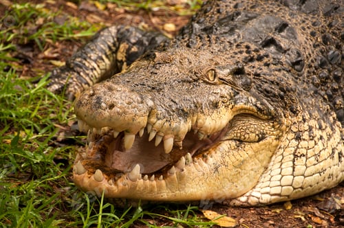 Preview: Close up of a crocodile