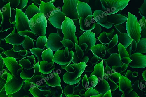 Preview: Green