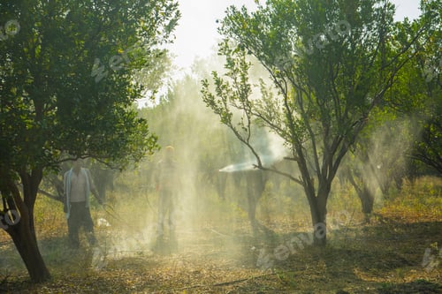 Preview: Farmer spraying fertilizer on orange tree field.