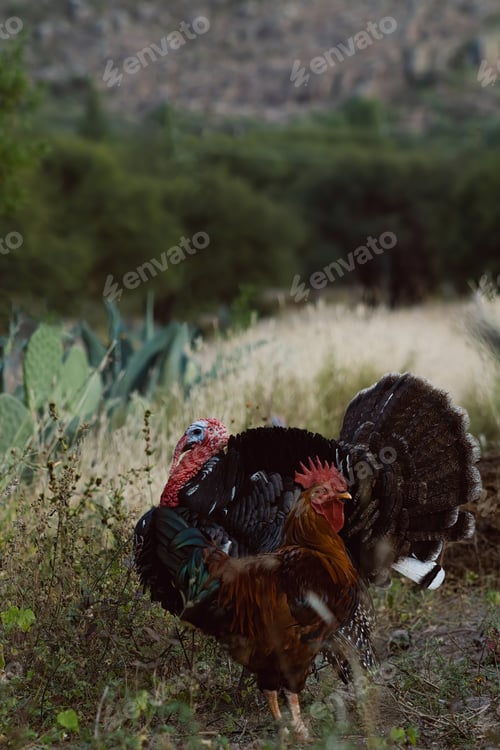 Preview: The turkey, a bird of the Phasianidae family, roams the grassy landscape