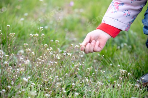 Preview: Girl pluck Capsella bursa-pastoris in the meadow