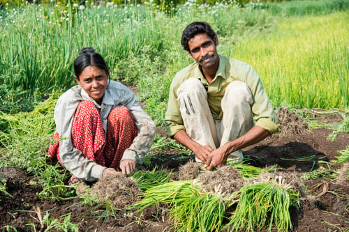 Preview: Indian farmer with family working in onion field, India.