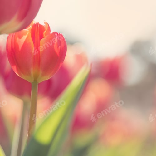 Preview: Beautiful tulips on the flowerbed in warm pastel colors