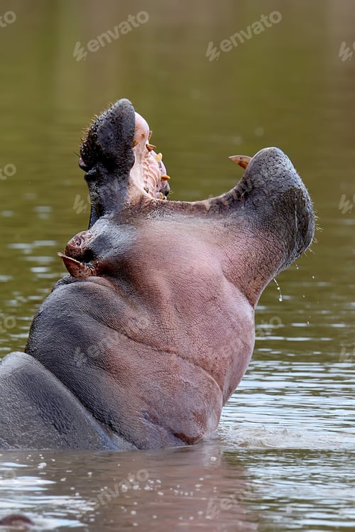 Preview: Hippo in the water