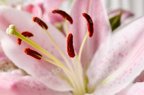 Preview: Lily flower close up.