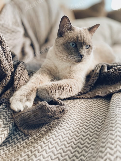 Preview: Beautiful cat relaxing on neutral blankets on a sofa