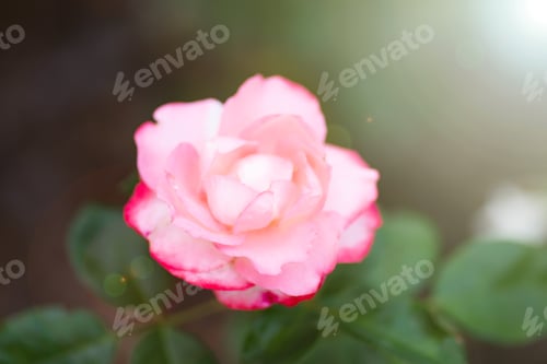 Preview: Close-up of beautiful red rose in garden. Post card on a holiday