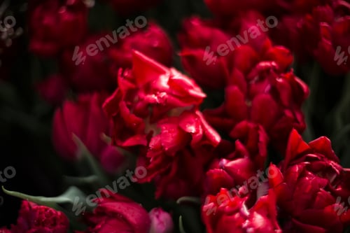 Preview: Beautiful floral background of red tulips macro